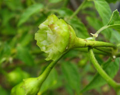 Capsicum baccatum pendulum