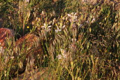 Bromus commutatus