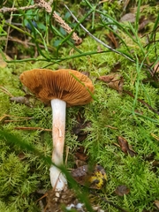 Cortinarius mucifluus
