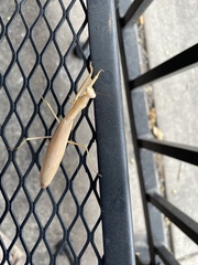 Mantis religiosa