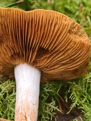 Cortinarius mucifluus
