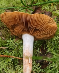 Cortinarius mucifluus