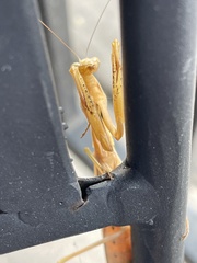 Mantis religiosa