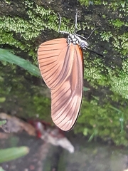 Eueides aliphera