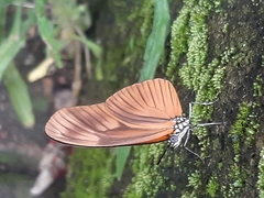 Eueides aliphera