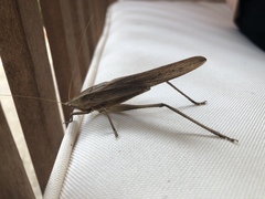 Neoconocephalus triops