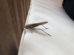 Neoconocephalus triops