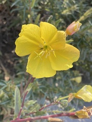 Oenothera elata