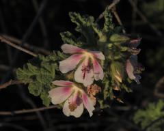 Anisodontea