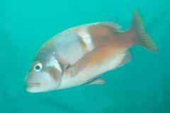 Chrysoblephus laticeps