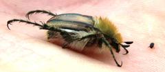 Stegopterus vittatus