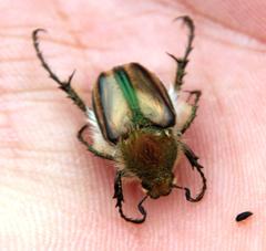 Stegopterus vittatus
