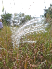 Miscanthus sacchariflorus