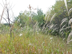 Miscanthus sacchariflorus