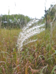 Miscanthus sacchariflorus