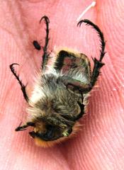 Stegopterus vittatus