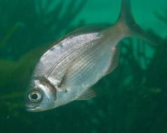 Boopsoidea inornata