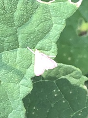 Pyrausta inornatalis