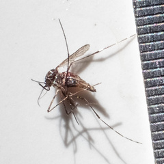 Aedes aegypti
