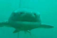 Notorynchus cepedianus