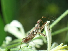 Himacerus apterus