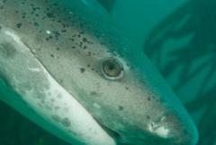 Notorynchus cepedianus