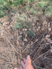 Crepis pulchra
