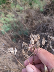 Crepis pulchra