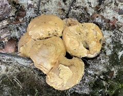 Tylopilus rhodoconius