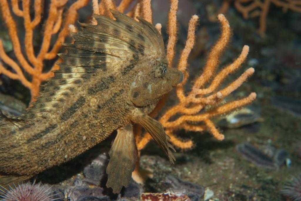 Smooth Horsefish