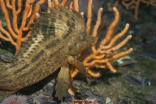 Congiopodus torvus · NaturaLista Mexico