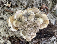 Tylopilus rhodoconius