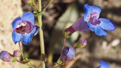 Penstemon spectabilis spectabilis