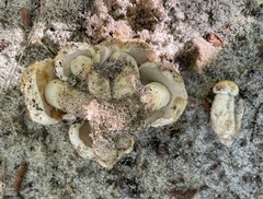 Tylopilus rhodoconius