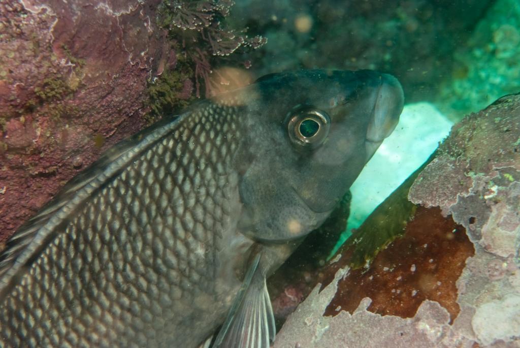 Banded fingerfin (Chirodactylus grandis) — Cheilodactylidae