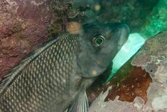 Chirodactylus grandis