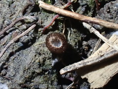 Trichophaea gregaria