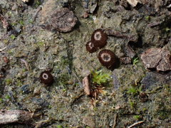 Trichophaea gregaria