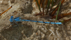 Argia westfalli