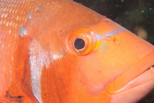 Roman seabream (Chrysoblephus laticeps) — Sparidae — 5