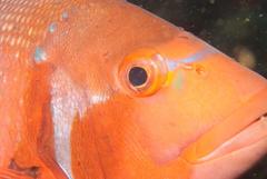 Chrysoblephus laticeps