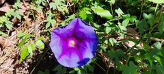 Ipomoea laeta