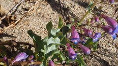 Penstemon spectabilis spectabilis