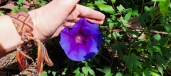 Ipomoea laeta