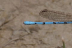 Argia westfalli