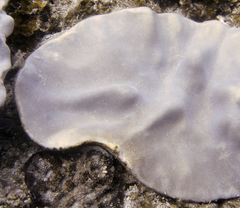 Lobophytum patulum