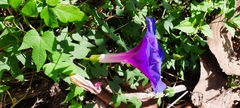 Ipomoea laeta