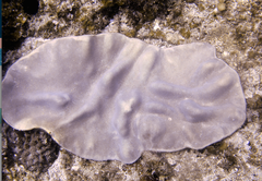 Lobophytum patulum