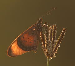 Acraea oncaea