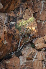 Ficus cordata cordata